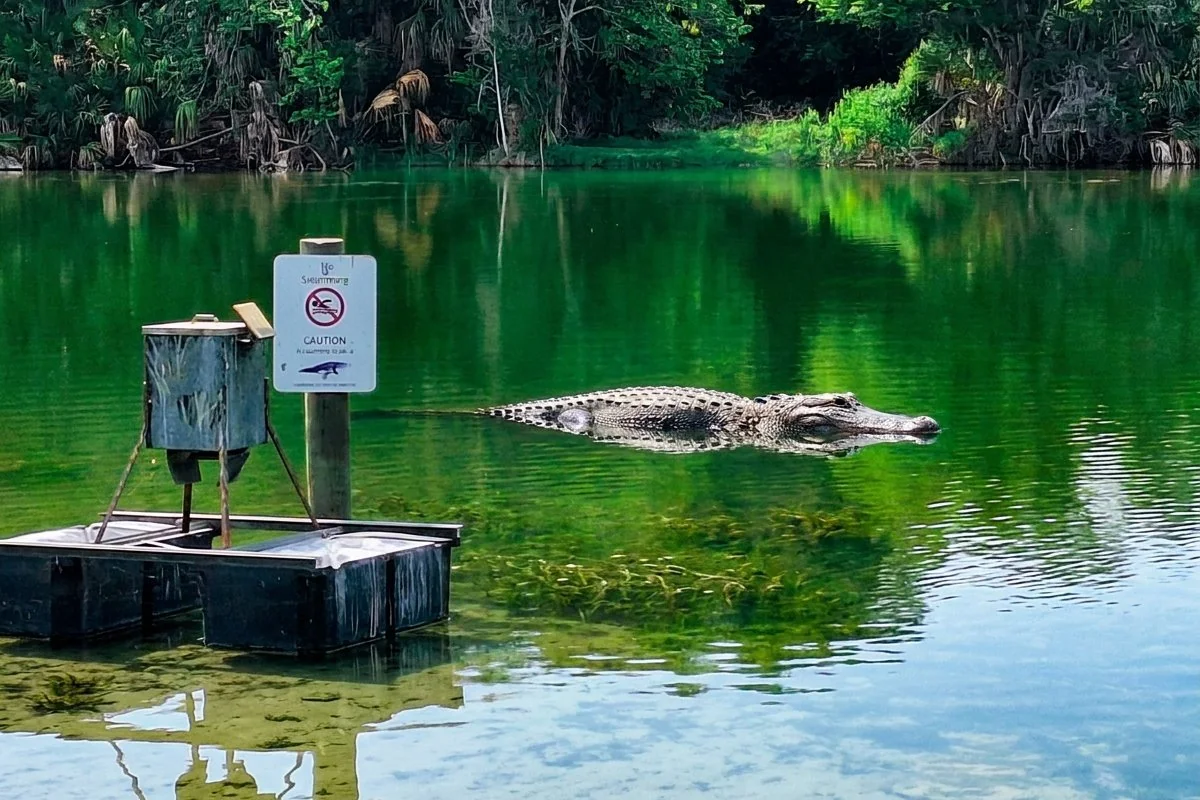 Alligator swimming next to a No Swimming sign on Hanna Lake at Kathryn Abbey Hanna Park Jacksonville — alligators are resident in the freshwater lake