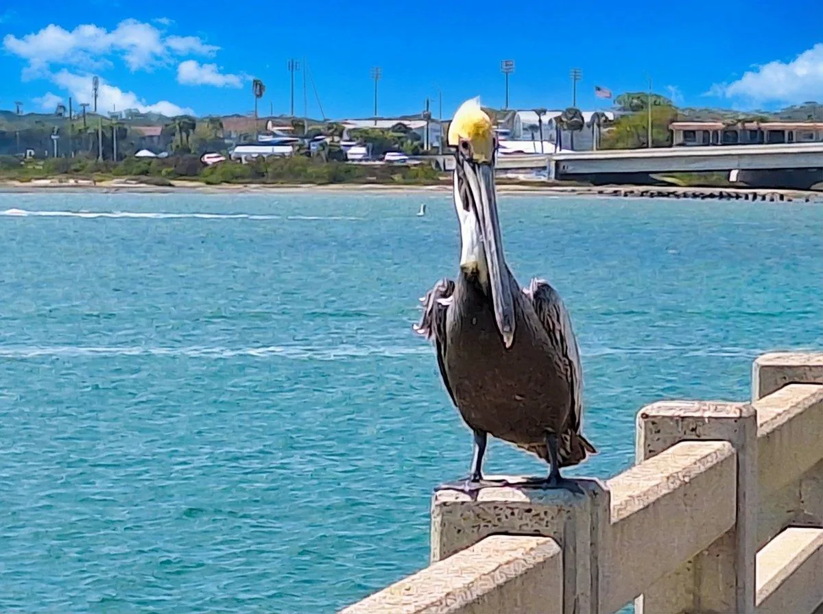 Brown pelican perched on the railing of Vilano Beach Fishing Pier with the Matanzas Inlet and Vilano Bridge in the background, St. Augustine